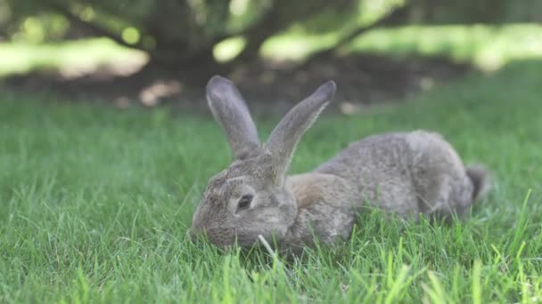 一只美丽的灰色兔子在绿草草坪上吃草的特写 夏天阳光明媚的日子 野兔坐在绿草上 素食和无肉饮食 毛皮只适合动物 只有人造毛皮外套 — 图库视频影像