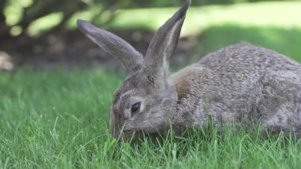 一只美丽的灰色兔子在绿草草坪上吃草的特写 夏天阳光明媚的日子 野兔坐在绿草上 素食和无肉饮食 毛皮只适合动物 只有人造毛皮外套 — 图库视频影像