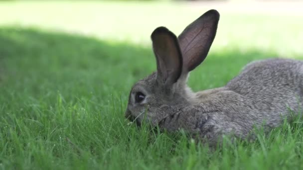 Yemek Vejetaryenlik Hayvan Kürkü Hayvan Koruması Kozmetik Ürünleri Tavşanlar Üzerinde — Stok video