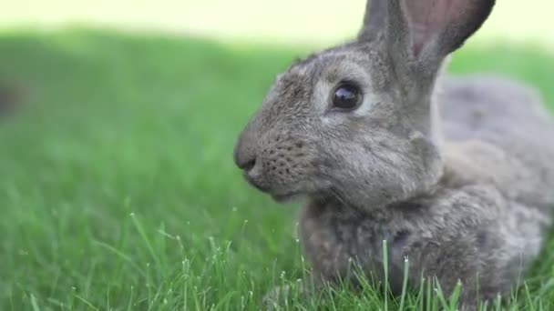 Close-up de um belo coelho cinzento comendo em um gramado de grama verde. Lebre senta-se na grama verde no verão em um dia ensolarado. Vegan e dieta livre de carne. A pele é apenas para animais. Apenas casaco de pele artificial — Vídeo de Stock