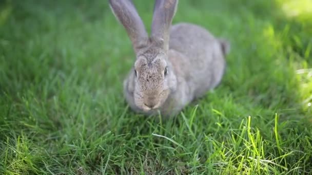 晴れた日に緑の芝生の上で完全な成長で長い耳を持つ大きな大人の灰色のウサギ。公園の緑の草の上に座ってかわいい灰色のウサギのクローズアップ。茶色いウサギ。美しいノーフォーク野生のコニーズは芝生の上に座って — ストック動画