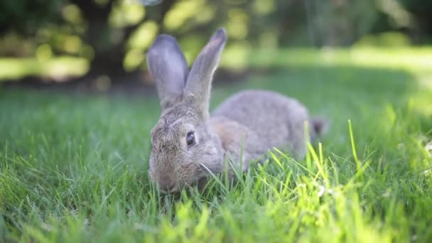 Et yemek ve vejetaryenlik. Hayvan kürkü. Hayvan koruması. Kozmetik ürünleri tavşanlar üzerinde test ediliyor. Deneysel Hayvanları Koruma Sözleşmesi 'nde. Hayvanların katledilmesine karşı — Stok video
