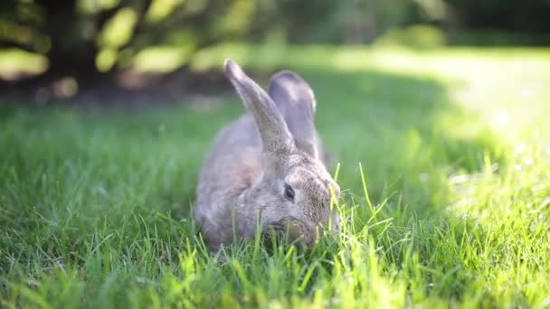 Close-up van een prachtig grijs konijn dat op een groen grasveld eet. Haas zit in de zomer op groen gras op een zonnige dag. Veganistisch en vleesvrij dieet. Bont is alleen voor dieren. uitsluitend kunstmatige bontjas — Stockvideo