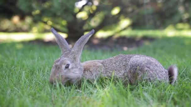 Primer plano de un hermoso conejo gris comiendo en un césped de hierba verde. La liebre se sienta sobre hierba verde en verano en un día soleado. Dieta vegana y sin carne. La piel es solo para animales. Solo abrigo de piel artificial — Vídeo de stock