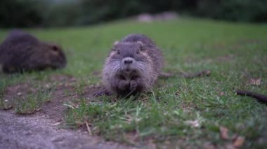 Vahşi bebek coypu Myocastor Coypus. İtalya 'da Como Gölü' nün yakınındaki yeşil çimenlikte bebek fındığı. Pek çok küçük deliden oluşan bir aile. Deniz kenarındaki oypu bebekleri. Çimenlerde yürüyen çocuk delileri grubu