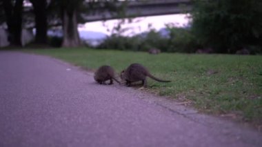 Vahşi bebek coypu Myocastor Coypus. İtalya 'da Como Gölü' nün yakınındaki yeşil çimenlikte bebek fındığı. Pek çok küçük deliden oluşan bir aile. Deniz kenarındaki oypu bebekleri. Çimenlerde yürüyen çocuk delileri grubu