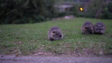 Vahşi bebek coypu Myocastor Coypus. İtalya 'da Como Gölü' nün yakınındaki yeşil çimenlikte bebek fındığı. Pek çok küçük deliden oluşan bir aile. Deniz kenarındaki oypu bebekleri. Çimenlerde yürüyen çocuk delileri grubu