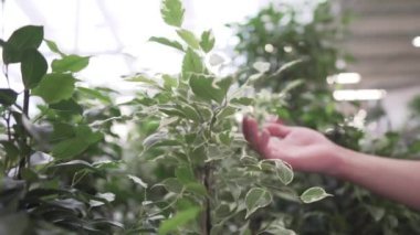 Bahçe merkezinde koruyucu maske takan müşteri ev bitkisini seçiyor. Alışveriş malzemeleri ama temas yok. Bahçe merkezinde yürüyen bir alıcı. Çocuk odasında tropikal bitki alışverişi yapan bir adam.