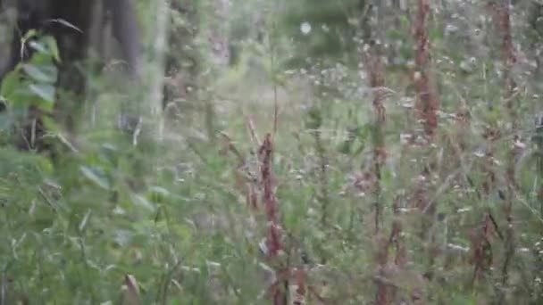 High dense vegetation in the forest. Wild grass and weeds outside the city. Rural area flora. Allergens, pollen and seasonal allergies topic — Stock Video