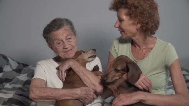 Büyük kadın ve yetişkin kızı yatak odasında yatakta otururken iki dachshund köpeğini okşuyor. Yaşlı büyükannenin evcil hayvanları var. Evde terapi köpeği var. Duygusal destek hayvan konsepti — Stok video