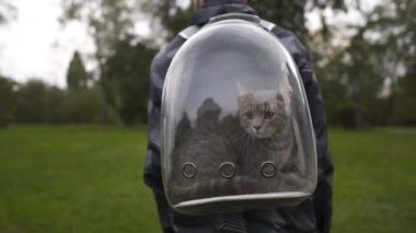 Hayvanın dikiz aynası sahibi köpüklü bir sırt çantasıyla yürüyor ve içinde gri bir kedi yavrusu taşıyor. Evcil hayvanı için lomboz taşıyan sırt çantası kullanan bir adam. Yaratıcı şeffaf evcil hayvan çantası. Taşıyıcı solunabilir kapsül