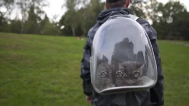 İnsan ve kedi parktaki şeffaf sırt çantasıyla seyahat ederler. Evcil hayvanla seyahat. Evcil hayvan için lombozlu erkek çantası. Sahibi köpüklü sırt çantasında kedi taşıyor. Gezgin çantasındaki hayvan.