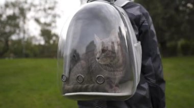 Parkta yürüyüş yapan bir adam, sırtında kedi taşıyan şeffaf bir sırt çantası taşır. Şeffaf bir sırt çantasında hayvan taşıyan bir erkek. Taşıyıcı solunabilir kapsül taşıma hayvanı. Kedi yavrusu Baloncuk Sırt Çantası 'na gidiyor