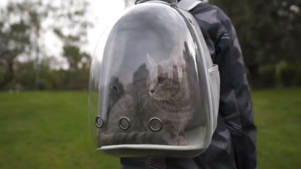 Man hiking in park carries on back transparent backpack with cat. Male travel with animal in transparent pet backpack. Carrier breathable capsule transporting pet. Kitten travels to Bubble Backpack — Stock Video