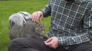 Evcil hayvanla seyahat için tema ekipmanı. Hayvan gezisi için şeffaf taşıyıcı. Adam parkta yeşil çimlerde oturan gri kediyle oynuyor. Erkek, kedi yavrusunu gezdirmek için nefes kapsülü kullanıyor.