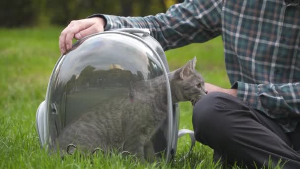 Blanke man plezier hebben en spelen met kleine grijze kitten terwijl het dragen van het in transparante heldere ademende rugzak voor dieren zitten op het gazon in het park. Huisdier speelt met eigenaar van het dragen van huisdier tas — Stockvideo