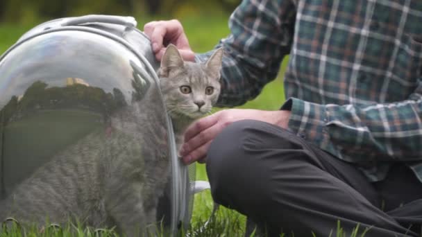 Sprzęt tematyczny do podróży ze zwierzętami domowymi. Przejrzysty nośnik do wędrówek ze zwierzętami. Mężczyzna bawi się szarym kotem siedzącym na zielonej trawie w parku. Mężczyzna używa torebki oddechowej do wyprowadzania kotka — Wideo stockowe