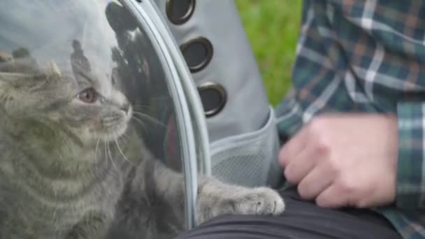 Mann benutzt Rucksack mit Bullauge für Haustier, sitzt auf grünem Gras im Park spielen und Spaß mit grauer Katze haben. Ausrüstung ist durchsichtige Atemkapsel, aus der lustige Katze Pfote in Richtung Besitzer zieht — Stockvideo