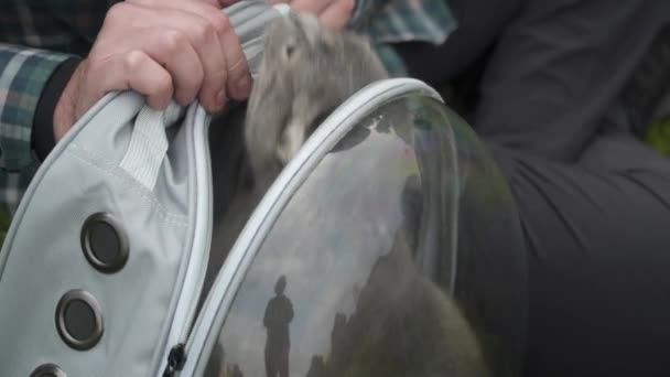 Hombre caucásico divirtiéndose y jugando con pequeño gatito gris mientras lo lleva en una mochila transparente y transpirable para animales sentados en el césped en el parque. Mascota juega con el propietario de llevar bolsa de mascotas — Vídeo de stock