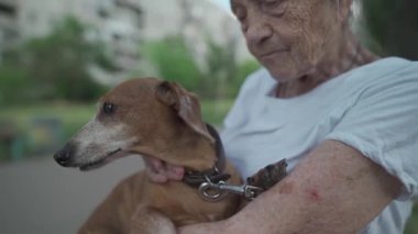 Hayvan teması, yalnız, yaşlı bir kadının en iyi arkadaşı. Kafkasyalı 90 yaşındaki son sınıf öğrencisi dişi, evcil köpeğiyle vakit geçirmekten mutlu, onu kollarına alıyor, kucaklıyor ve dışarıda öpüşüyor..