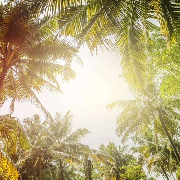 Palm trees against blue sky Palm tree at tropical coast vintage toned and stylized coconut tree