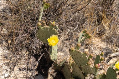 Arizona 'daki Saguaro Ulusal Parkı' nda kayalık bir yüzeyde büyüyen parlak sarı çiçekli dikenli armut kaktüsü, parlak güneş ışığı altında tam bahar mevsiminde çöl bitkileri yakalar..