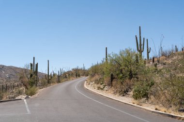 Beyaz çizgili asfalt bir yol, ABD 'nin Arizona eyaletindeki Saguaro Ulusal Parkı' nın çöl manzarası boyunca yokuş yukarı uzanır. Uzun Saguaro kaktüsü ve diğer çöl bitkileri yol kenarında berrak mavi bir gökyüzünün altında..