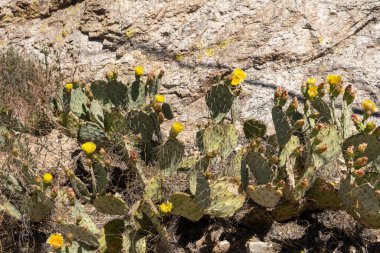 Arizona 'daki Saguaro Ulusal Parkı' nda kayalık bir yüzeyde büyüyen parlak sarı çiçekli dikenli armut kaktüsü, parlak güneş ışığı altında tam bahar mevsiminde çöl bitkileri yakalar..