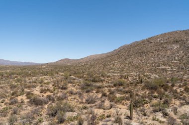 Arizona, ABD 'deki Saguaro Ulusal Parkı' nın geniş bir manzarasında açık mavi gökyüzü altında engebeli dağlar ve çöl tepelerini kaplayan sayısız Saguaro kaktüsü sergileniyor..