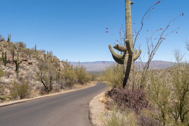 ABD 'nin Arizona eyaletindeki Saguaro Ulusal Parkı' nın kurak Sonoran Çölü manzarası boyunca asfalt bir yol kıvrımlıdır. İkonik Saguaro kaktüsü ve Ocotillo bitkileri açık mavi bir gökyüzünün altında yol kenarına dizilirler..