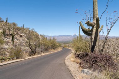 ABD 'nin Arizona eyaletindeki Saguaro Ulusal Parkı' nın kurak Sonoran Çölü manzarası boyunca asfalt bir yol kıvrımlıdır. İkonik Saguaro kaktüsü ve Ocotillo bitkileri açık mavi bir gökyüzünün altında yol kenarına dizilirler..