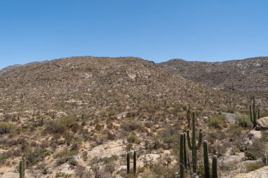 Arizona, ABD 'deki Saguaro Ulusal Parkı' nın geniş bir manzarasında açık mavi gökyüzü altında engebeli dağlar ve çöl tepelerini kaplayan sayısız Saguaro kaktüsü sergileniyor..