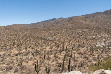 Arizona, ABD 'deki Saguaro Ulusal Parkı' nın geniş bir manzarasında açık mavi gökyüzü altında engebeli dağlar ve çöl tepelerini kaplayan sayısız Saguaro kaktüsü sergileniyor..