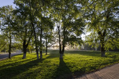 Güneş ışığı günbatımı ağaçlar hafifletmek