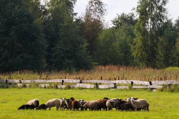 sheeps at the field