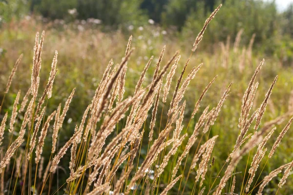 Sonbahar güneşinin altın çim