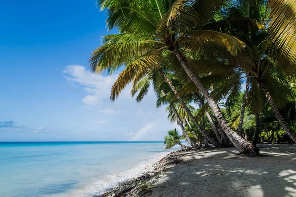 Καραϊβική Θάλασσα Τροπικό Τοπίο Στη Δομινικανή Δημοκρατία Φοίνικες Αμμώδη Παραλία — Φωτογραφία Αρχείου