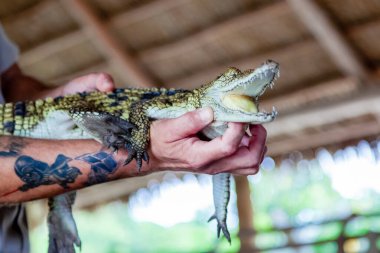 ABD, Florida, Everglades Timsah Parkı - Haziran 06: 2019. Timsah üreme tesisi personeli ulusal parkta timsah ve timsahları tanıtıyor. Eğitim doğası Florida gezisi 