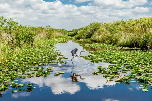Bird flying over the swamp in Everglades national park in Florida