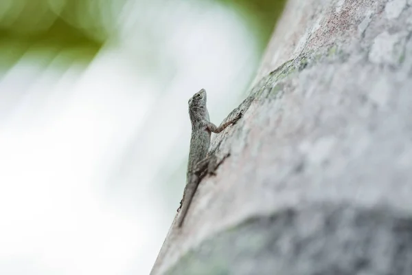 Pequeño Lagarto Verde Cerca Sentado Árbol — Foto de Stock