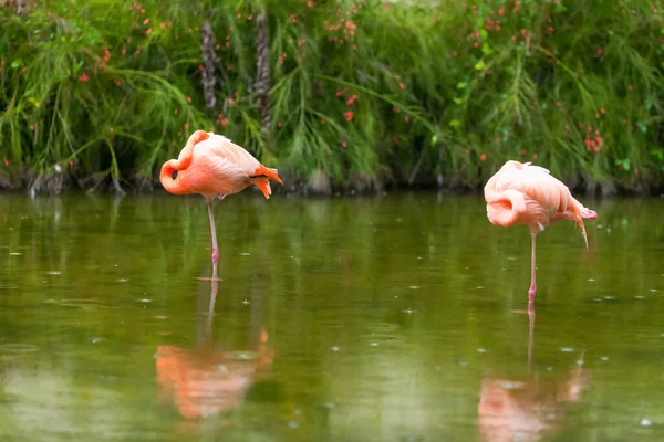 Pink Flamingos Standing Resting Sleeping Green Pond Outdoors Zoo Flamingo — Stock Photo, Image