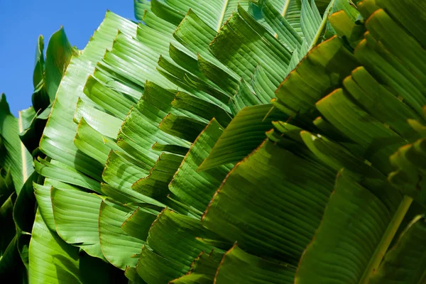 Banana Folhas Palmeira Fileira Padrão Tropical Fundo Verde Estilo Natureza — Fotografia de Stock