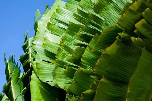 Banana Folhas Palmeira Fileira Padrão Tropical Fundo Verde Estilo Natureza — Fotografia de Stock