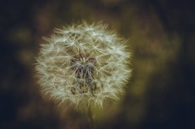 Beyaz dandelions makro çekim