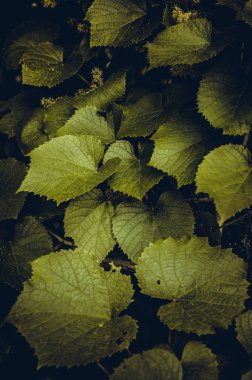 üzüm yaprakları makro çekim