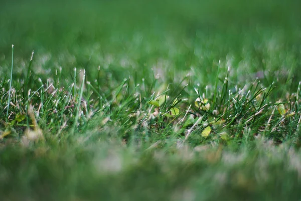 Engels Gazon Groen Gras — Stockfoto