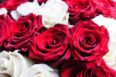 doğal ışık kırmızı beyaz gül buketi