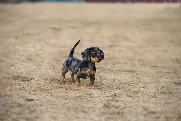 dachshund puppy with blue eye