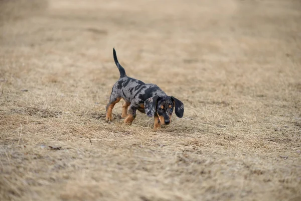 dachshund puppy with blue eye