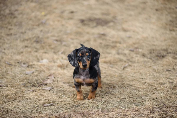 Cachorro Dachshund Com Olho Azul Imagem De Stock